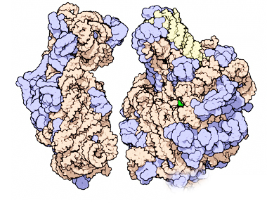 Ribozomlar, DNT-dən gələn əmr istiqamətində DNT təmir fermentləri çıxarmağa başlayarlar.