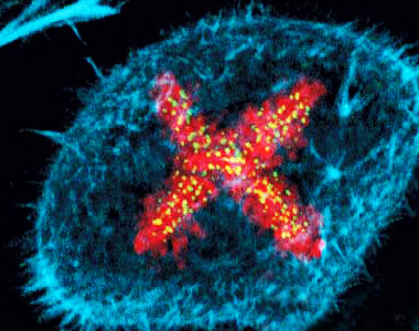 Zülalı çıxaran ribosom, zülalı qıvrılmamış bir zəncir şəklində çıxarar.