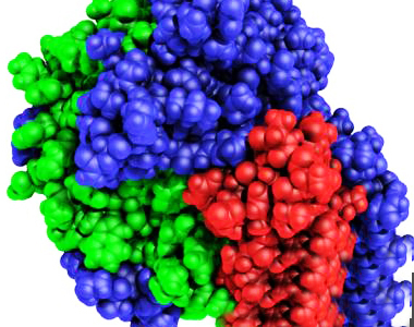 Anjiotensin-II adlı enzimin iki hayati görevi vardır.