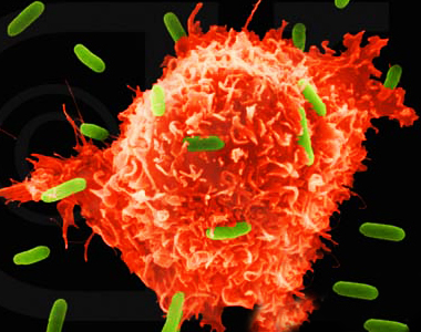 Makrofaj hüceyrəsi bir virusu tutub udduqda, virusun xüsusi bir hissəsini qopardır.