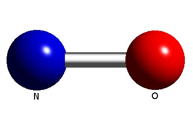 Bacarıqlı xəbərçi nitrat oksid (NO) | 40 mövzuda hüceyrə